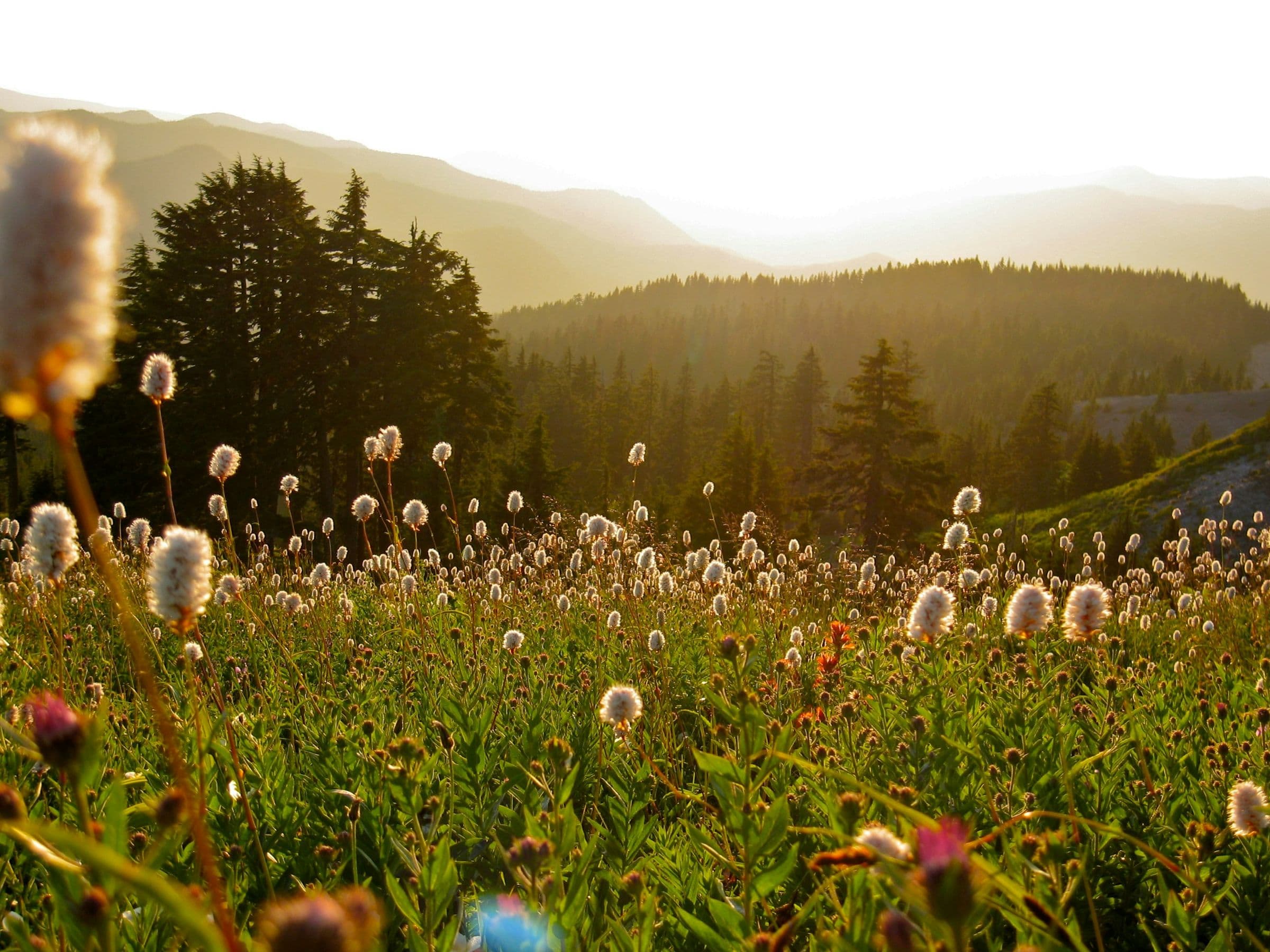 Sunlit mountain meadow of white wildflowers with evergreen forest and hazy ridgelines at golden hour